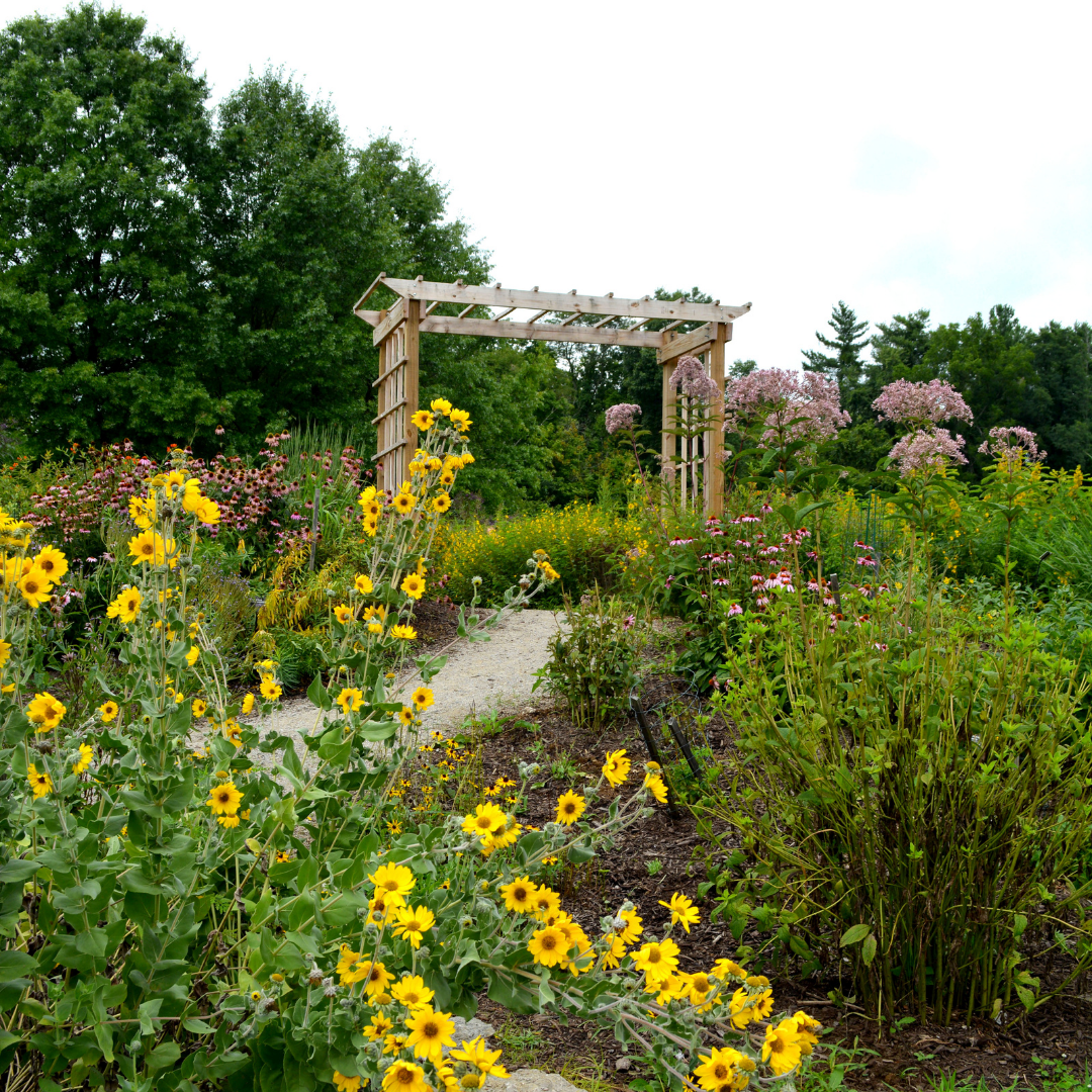 Image of the Pollinator Garden